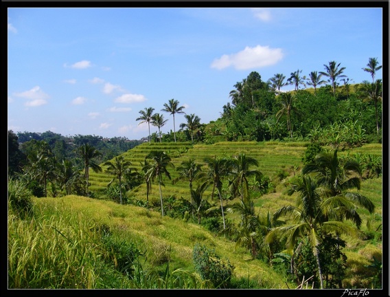 BALI 02 BEDUGUL 22