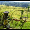 BALI 02 BEDUGUL 30