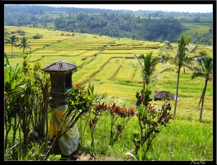 BALI 02 BEDUGUL 30