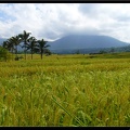 BALI 02 BEDUGUL 31