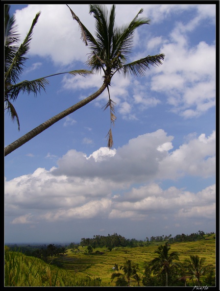 BALI_02_BEDUGUL_32.jpg