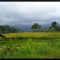 BALI 02 BEDUGUL 37