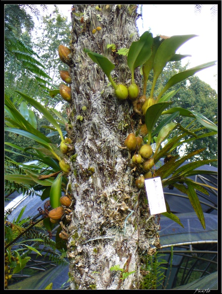 BALI_02_BEDUGUL_60.jpg