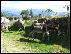 EQUATEUR 02 OTAVALO 22