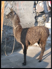 EQUATEUR 05 OTAVALO 01