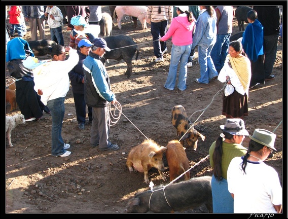 EQUATEUR 05 OTAVALO 10