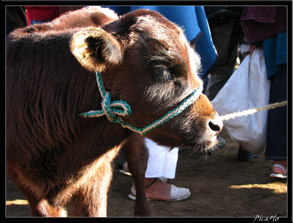 EQUATEUR 05 OTAVALO 14