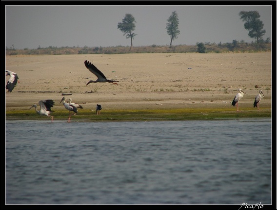 INDE NORD 04 VARANASI SARNATH 002