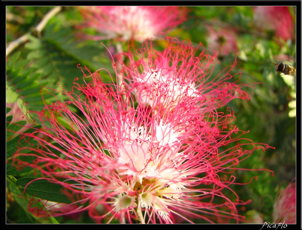 NEPAL 06 LUMBINI 032