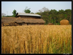 NEPAL 07 CHITWAN 020