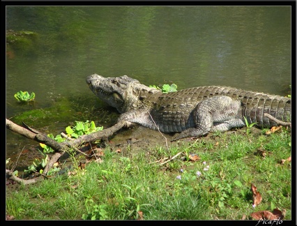 NEPAL 08 PARC CHITWAN 010