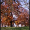 01 Schlossgarten Rosensteinpark Wilhelma 034