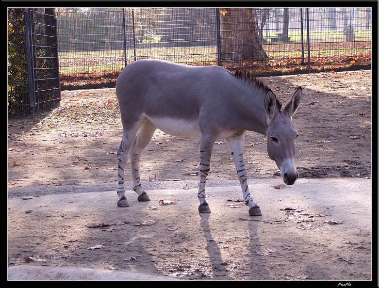 01_Schlossgarten_Rosensteinpark_Wilhelma_082.jpg