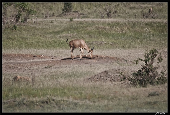 Kenya 01 Masai Mara 003