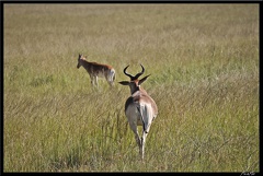 Kenya 01 Masai Mara 014