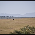 Kenya 01 Masai Mara 020