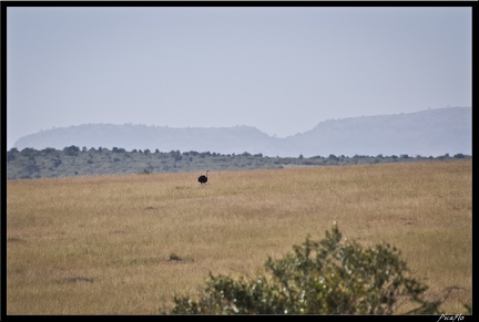 Kenya 01 Masai Mara 020