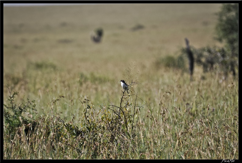 Kenya_01_Masai_Mara_022.jpg