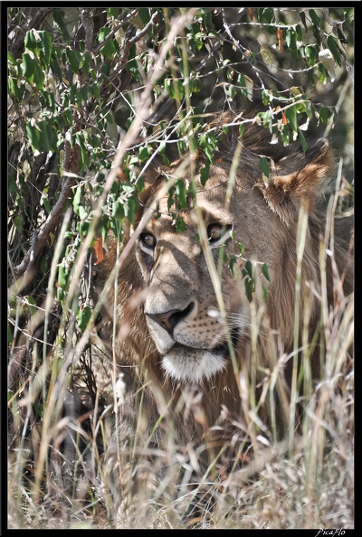 Kenya_01_Masai_Mara_028.jpg