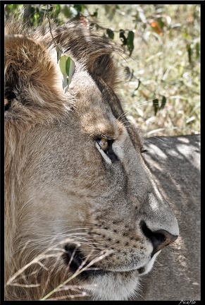 Kenya 01 Masai Mara 033