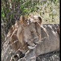 Kenya 01 Masai Mara 034