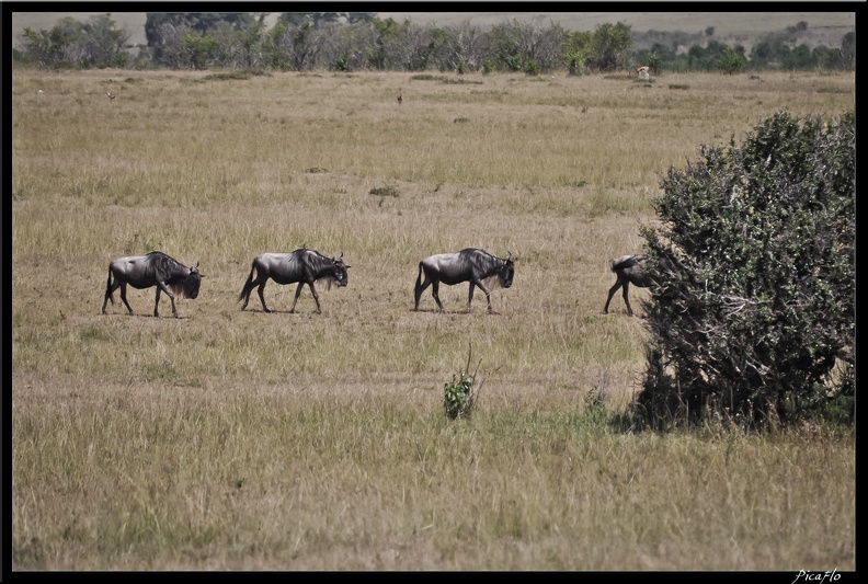 Kenya_01_Masai_Mara_049.jpg