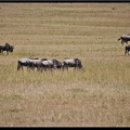 Kenya 01 Masai Mara 052