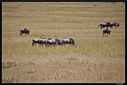 Kenya 01 Masai Mara 052