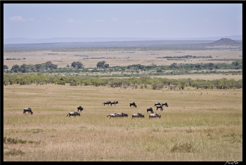 Kenya_01_Masai_Mara_053.jpg