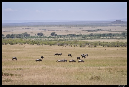 Kenya 01 Masai Mara 053