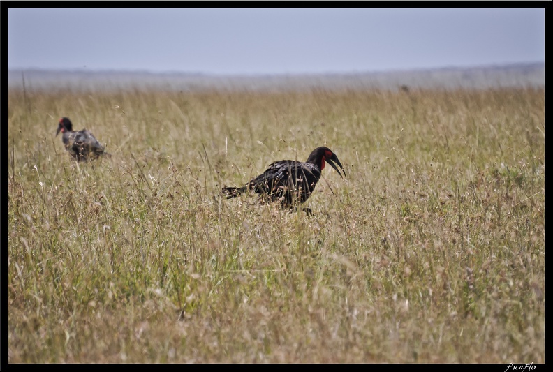 Kenya_01_Masai_Mara_054.jpg