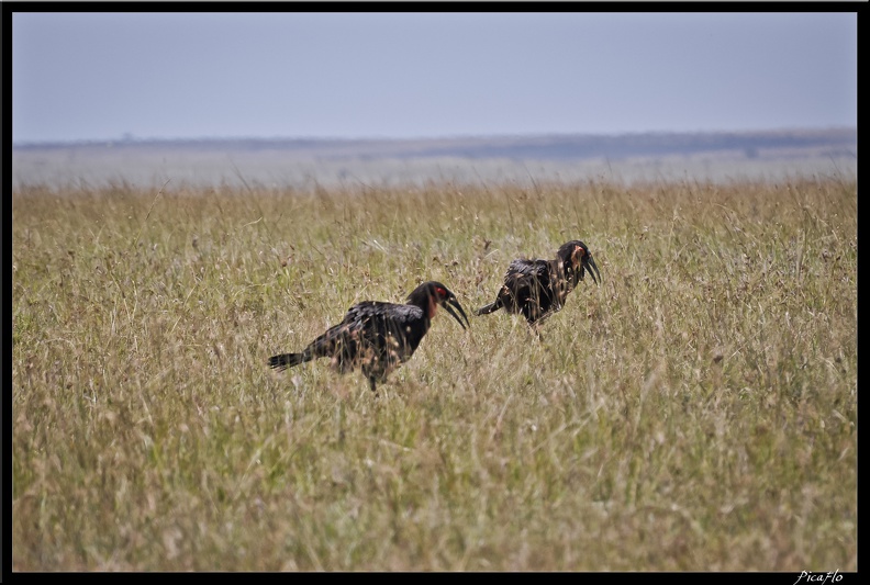 Kenya_01_Masai_Mara_056.jpg