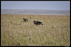 Kenya 01 Masai Mara 058