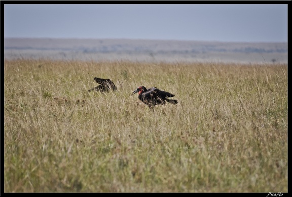 Kenya 01 Masai Mara 058