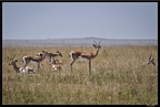 Kenya 01 Masai Mara 060