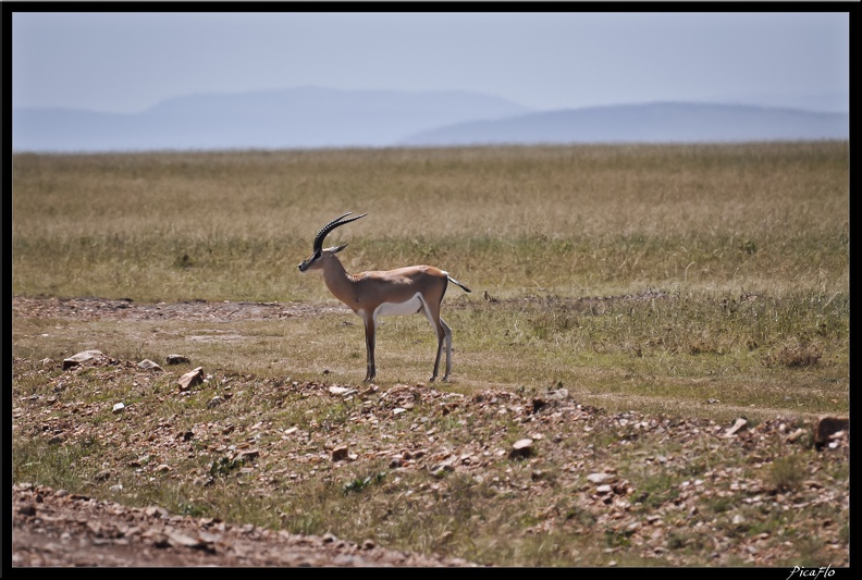 Kenya_01_Masai_Mara_062.jpg