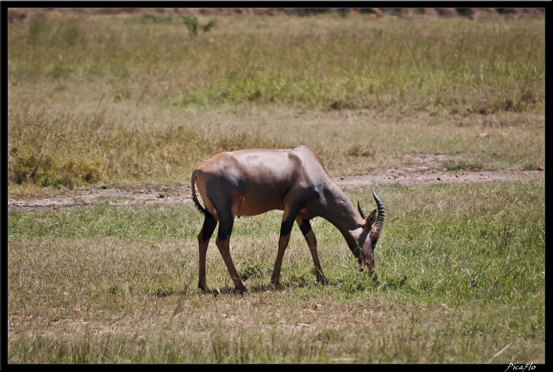 Kenya_01_Masai_Mara_065.jpg