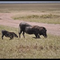 Kenya 01 Masai Mara 084