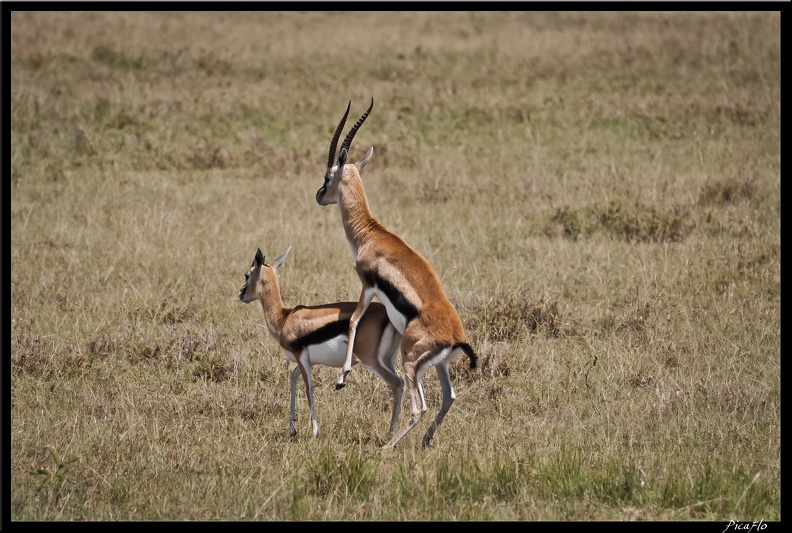 Kenya_01_Masai_Mara_091.jpg