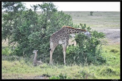 Kenya 01 Masai Mara 103