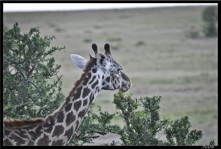 Kenya 01 Masai Mara 104