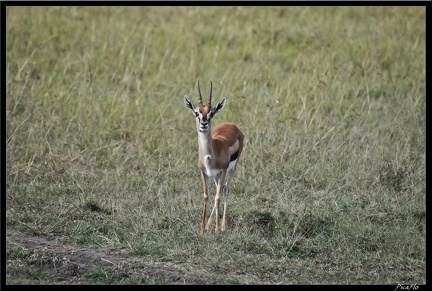 Kenya 01 Masai Mara 105
