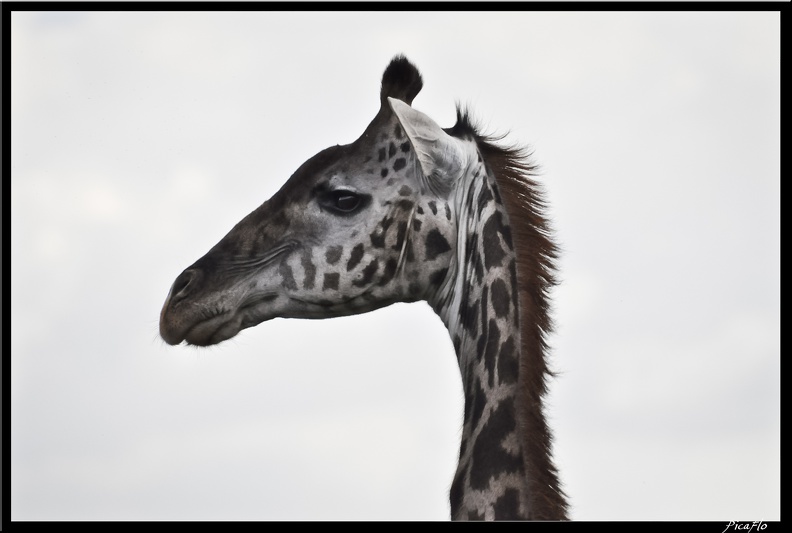 Kenya_01_Masai_Mara_107.jpg