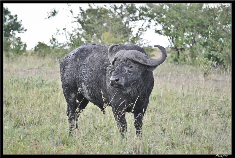 Kenya_01_Masai_Mara_112.jpg