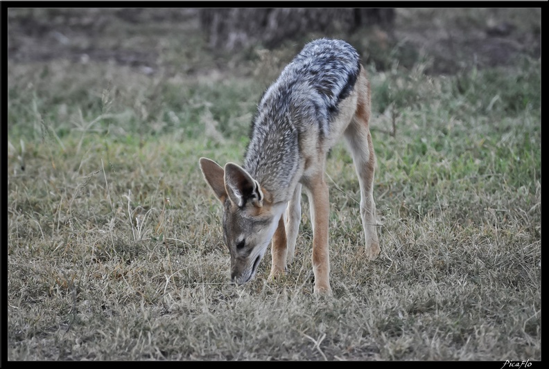 Kenya_01_Masai_Mara_116.jpg