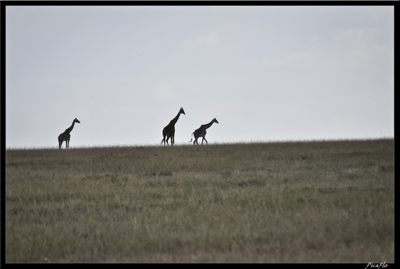 Kenya 01 Masai Mara 122
