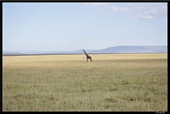 Kenya 01 Masai Mara 125