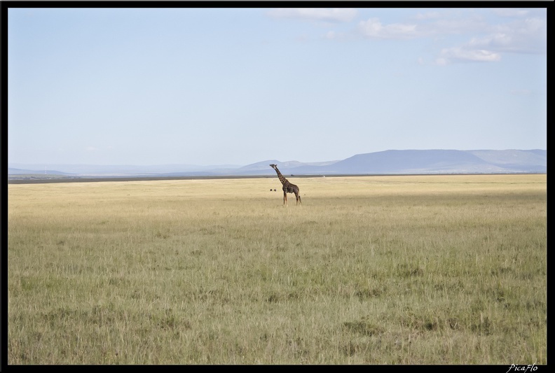 Kenya_01_Masai_Mara_125.jpg