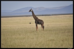 Kenya 01 Masai Mara 126