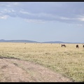 Kenya 01 Masai Mara 134